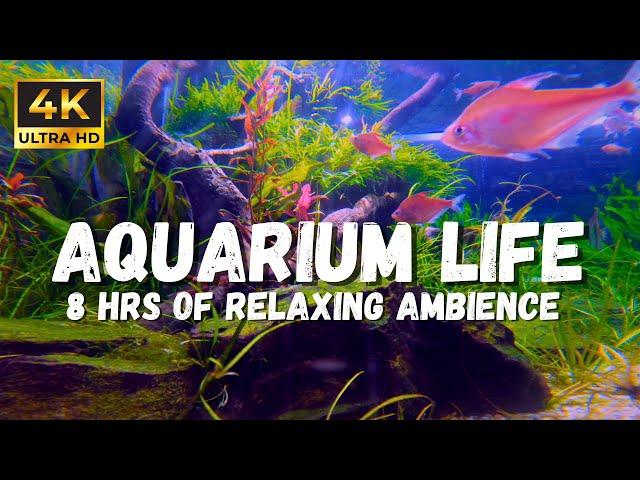 4K Aquarium Life: Underwater asmr Sounds make for a perfect White Noise Sleeping Ambience