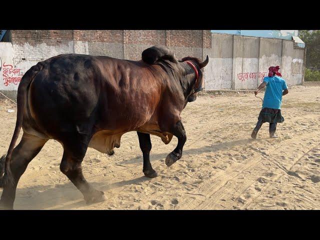 Giant Indo Brazil Bull | Thai Imported | GME Ran |Exclusive 2021 Collection |The Home of Goru Lovers