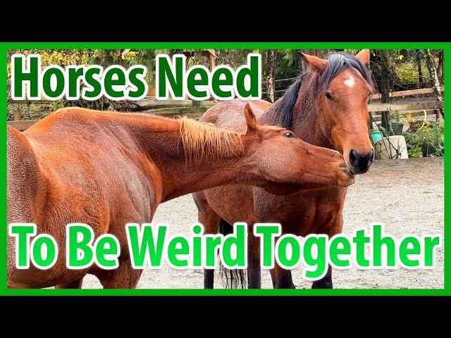 Vital Horse Conflict And Resolution Happens At Playtime