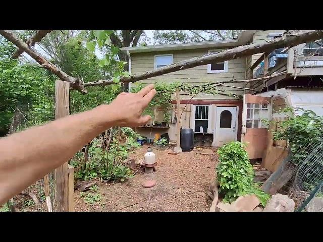 Full tour of phat Ninja Foodforest