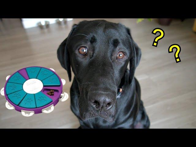 Labrador Solves Dog Puzzel!!