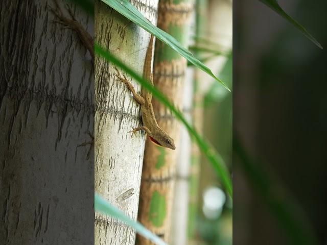 Reptile #wildlife #cinematic #birds #film #drone #nature #wildlifephotography #cinematography