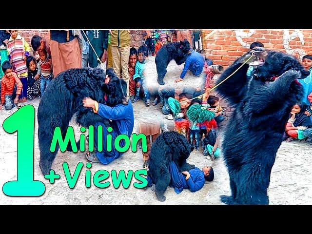 reech ka tamasha || reech ka dance || bear dance in Pakistan || reech fight in Pakistan/ bear fight