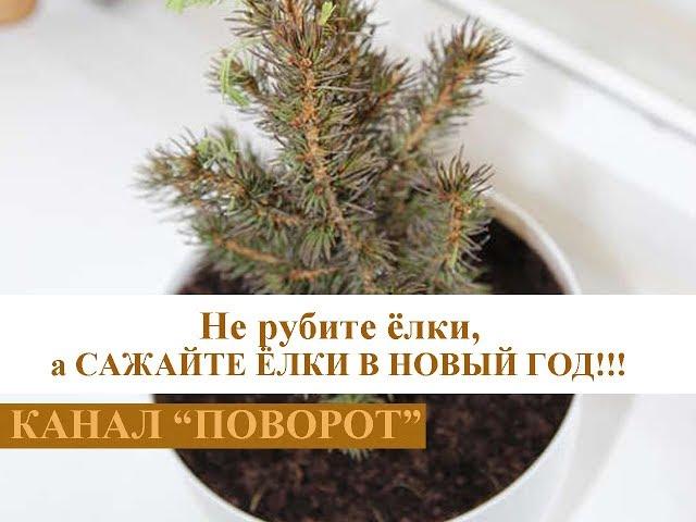 Елки в новый год нужно не рубить, а сажать