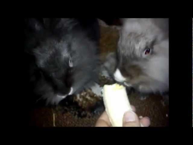 Muffin & Fluffy ( Nom Nom Nom ) 