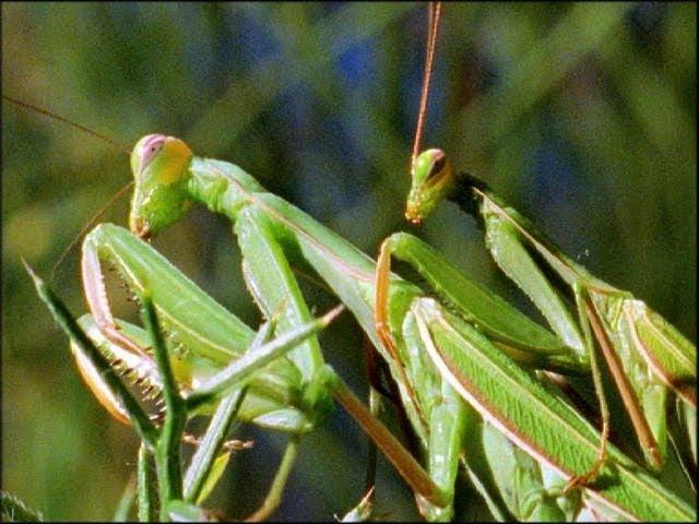 Mantis Mating | Wildlife On One: Enter The Mantis | BBC Earth