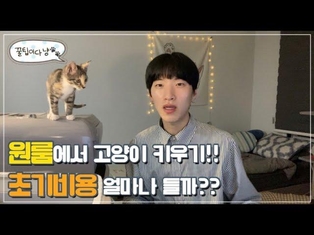 원룸에서 고양이 키우기 가능할까??? (고양이 입양 초기비용과 준비물, 꿀팁) ㅣ (feet. 쿠팡,고양이 용품)