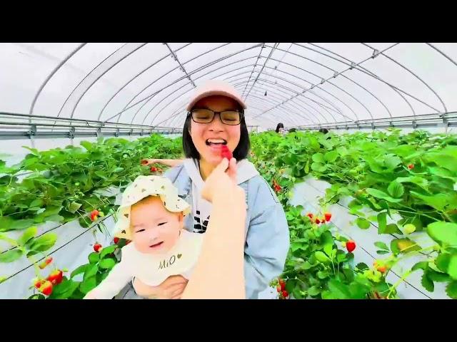 Dẫn Mẹ MukBang và thử thách ăn hết vườn dâu tại Nhật