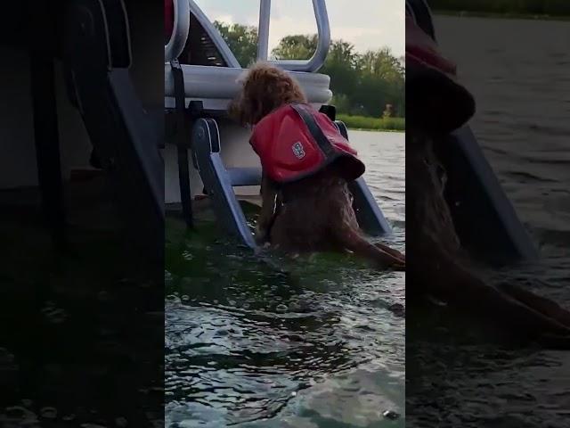 The Ultimate Pontoon Ladder for Dog-Friendly Adventures! #boatdog #pontoonlife #dogfriendly