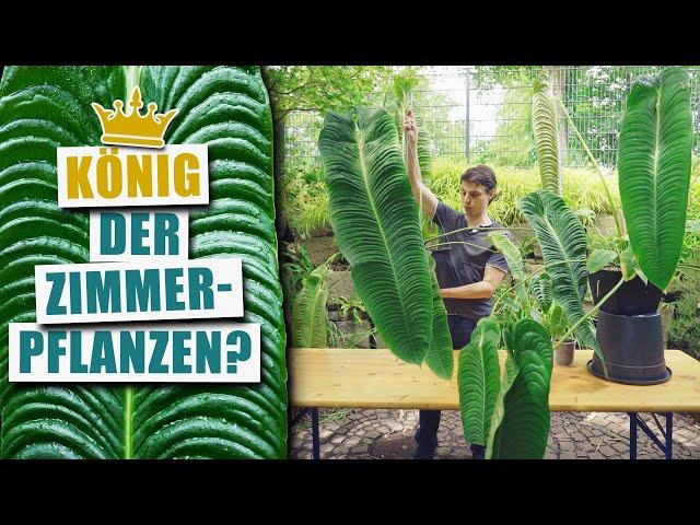 Anthurium veitchii - Das beste Zimmer-Anthurium? | Pflanzen-Portrait