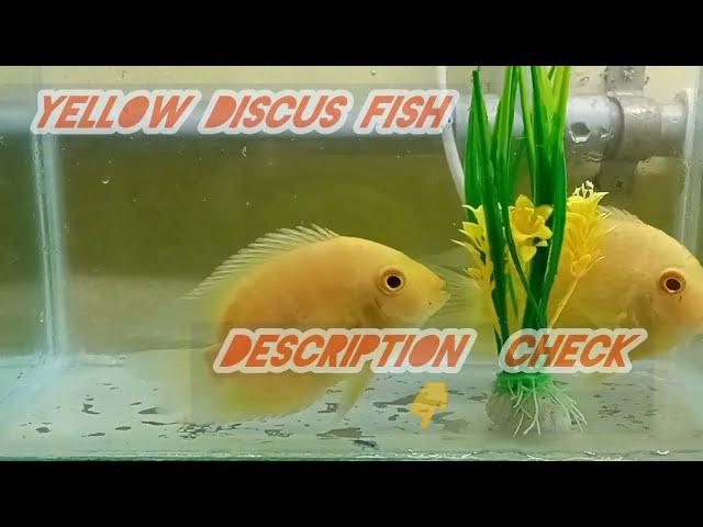 Sevrun Fish Aquarium , Cichild Fish Lovers, Chennai RR Aquarium