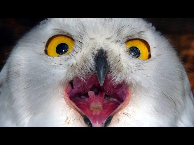 Schneeeule schreit, Schnee-Eulen Mädchen Diego hat schlechten Tag. Snow owl screams, Eule Geräusch