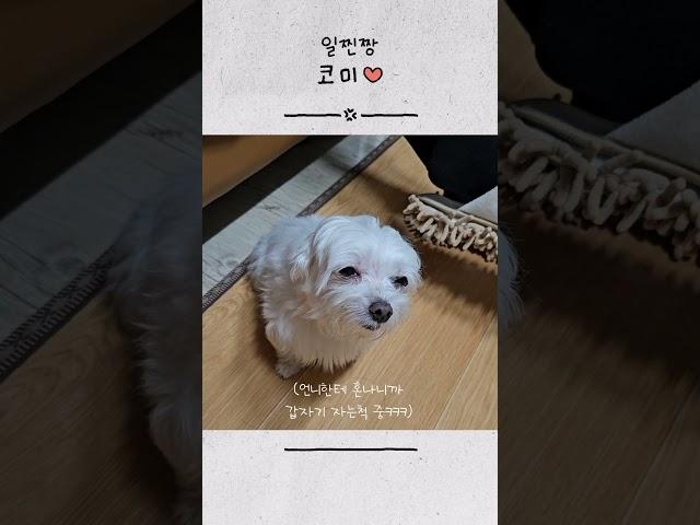 혼나니까 갑자기 졸린척 하는 일찐짱 코미... 일찐짱 가오 다 죽었다~!!! #강아지 #강아지일상 #반려견 #반려견일상 #반려동물