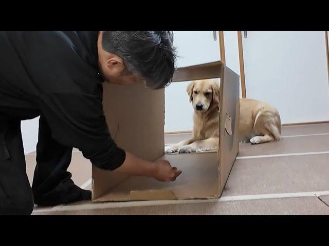 Will it be possible to overcome fear? Dogs instinctively don't like tunnels. 【Golden Retriever Japan