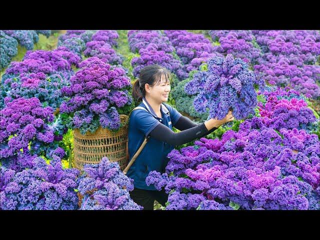 Single Girl Harvesting Purple Kale Vegetables - Harvesting and cooking | Lý Tiểu Luyến