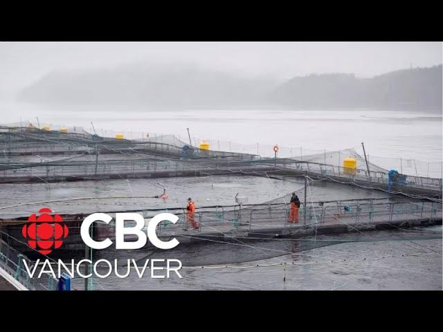 Feds delay closure of B.C.’s open-net salmon farms until 2029