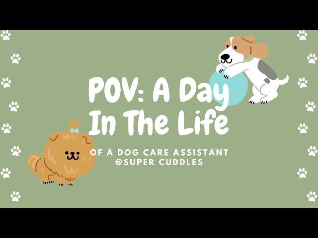 POV: A Day In The Life Of A Dog Care Assistant @ Super Cuddles - A Mini Vlog 