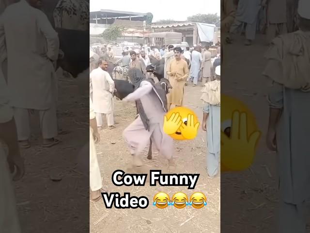 Cow Mandi Funny Video Eid ul Adha #eiduladha #funny #eid #eidmubarak #eid2024 #bakra  #cow #camel