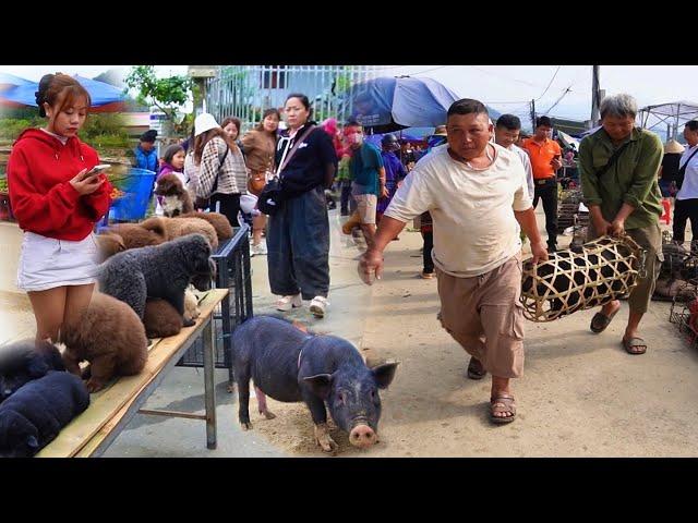 SHOCKED BY BAC HA MARKET, LAO CAI - Specialty Armpit Pig, H'Mong Dog & Mysterious Forest Herbs