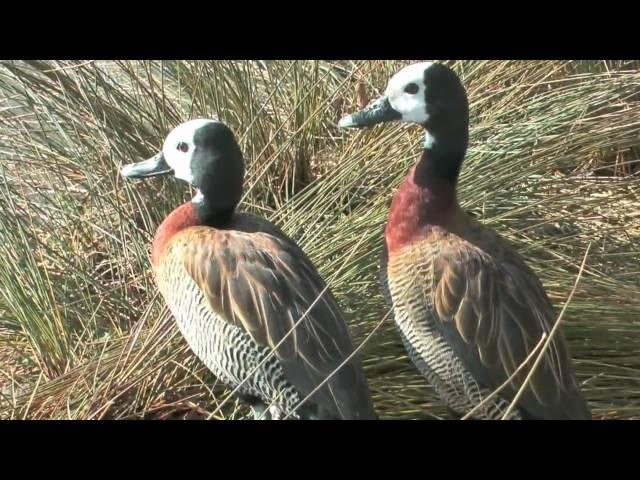 Wildfowl & Wetlands Trust Slimbridge