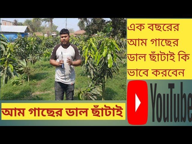 এক বছর বয়সের আম গাছের ডাল কি ভাবে ছাঁটাই করবেন।How to pruning of mango orchard. @KrishiBioscope