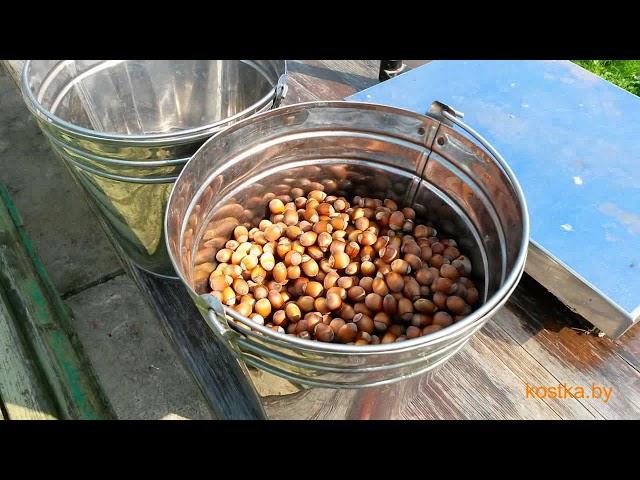 Hazelnut red kostka. Description, harvesting, seedlings in the pot.