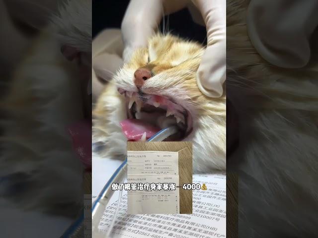 【牛奶是只猫】大家想看的猫咪怎么区分视频来了！直接就是族谱哈哈哈哈哈哈