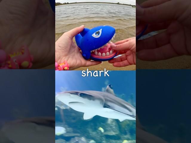 Kids Learn | Sea Animal Names at the Lake: Polar Bear Zebra Shark Fiddler Crab Turtle Shark