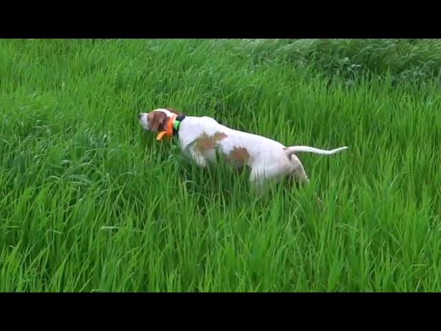 Amazing english pointer 2022