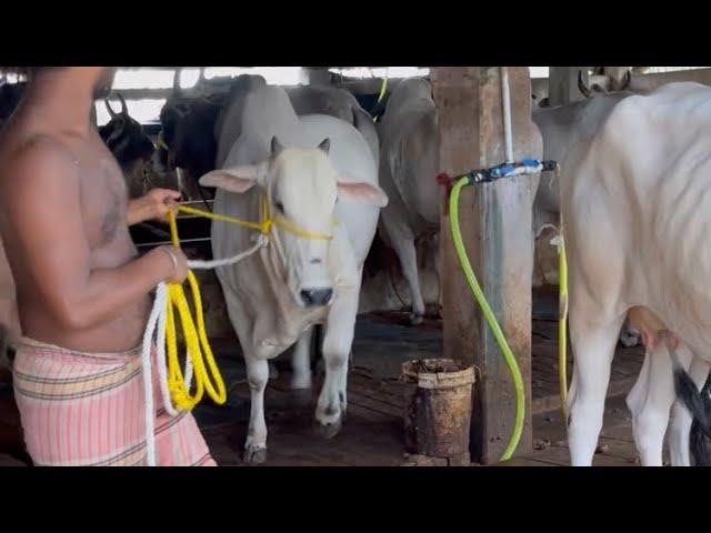 LOADING AND UNLOADING OF THE BIGGEST AND MOST BEAUTIFUL BAACHI COW OF 2021 FROM SHAFAAN DAIRY FARM