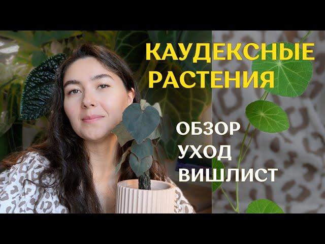 СТЕФАНИЯ эректа, КАВАСАКИ (НОВА) и другие КАУДЕКСНЫЕ растения | ОБЗОР, мой УХОД и ВИШЛИСТ