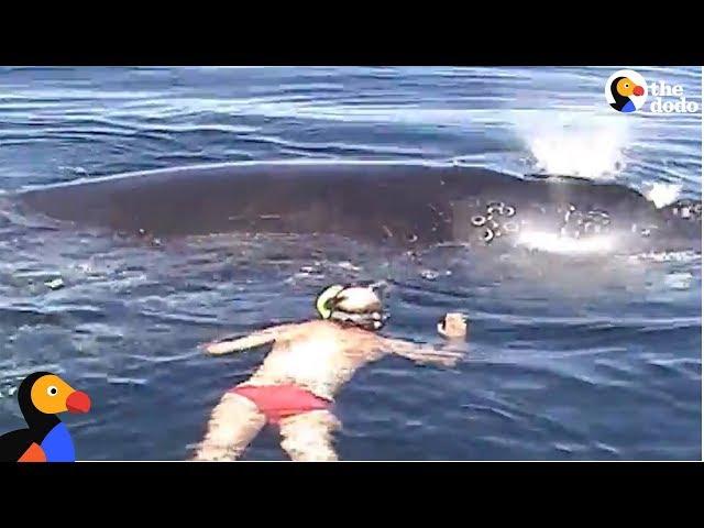 Family Rescues Whale Tangled In Net  | The Dodo