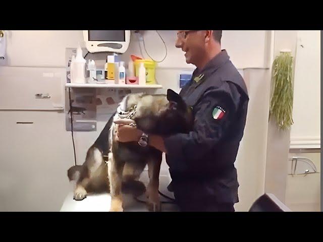 Even the Police dogs turn small at the vet Funny Pet Video