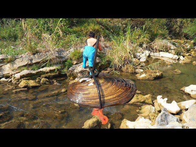 Sea of Surprises: Teenager's Simple Expedition Uncovers Massive Clam Loaded with Pearls