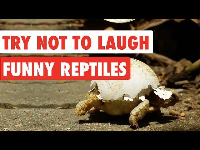 Try Not To Laugh | Funny Reptiles Video Compilation 2017