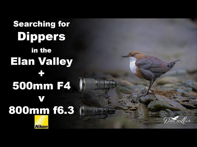 Searching for Dippers in the Elan Valley, Wales