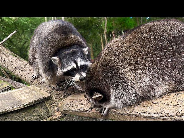 RACCOON GORA ATTACKS MATTHEW / Raccoon meeting / Raccoon reaction to grapes