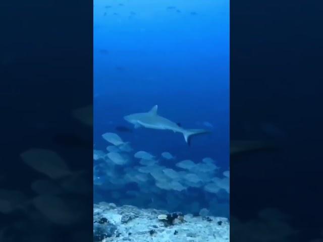 Large Reef shark and friends #shark #predator #ocean #reef