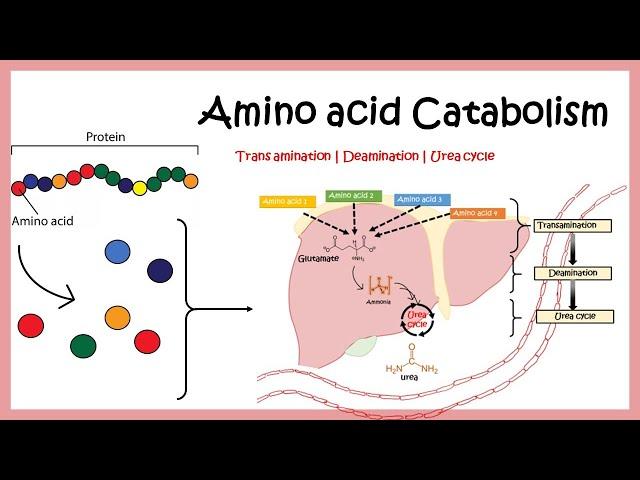 Amino acid catabolism (Transamination | Deamination | Urea cycle)