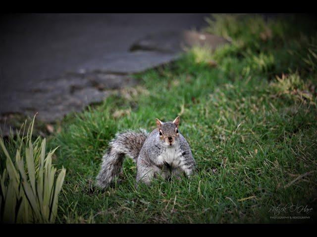 Ashton Gardens St Annes Photography by Patrick O'Hare