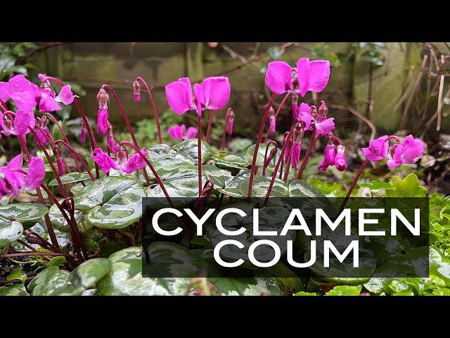 Cyclamen Coum