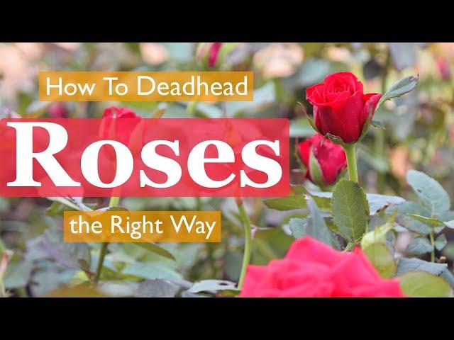 How To Deadhead Roses the Right Way