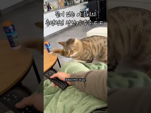 끝을 알 수 없는 고양이의 장난기..