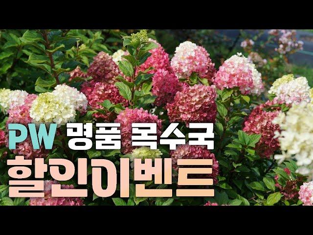 [할인이벤트] 믿고심을만한 든든-한 PW목수국 7종! 누구보다 아름다운 당신의 정원을 위해!