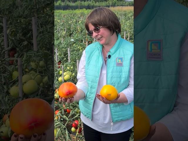 Урожайные сорта томатов. Лучшие сорта крупноплодных томатов. Обзор сортов биф-томатов.