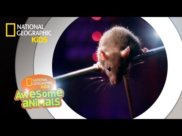 Rat Genius | Awesome Animals