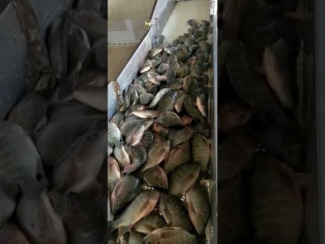 Keep collecting small fish of raw material to finish 2-3oz tilapia fillets orders