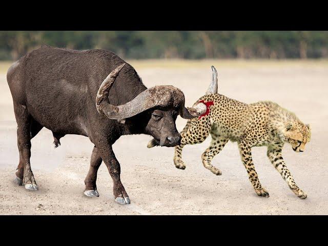 Dieser Leopard war dem Untergang geweiht. Raubtiere, die eindeutig die falsche Beute hatten