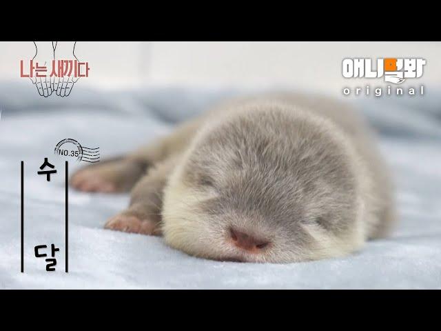 I’m a 31-Day-Old Baby Otter [SBS Animal I’M THE BABY 35th Edition]