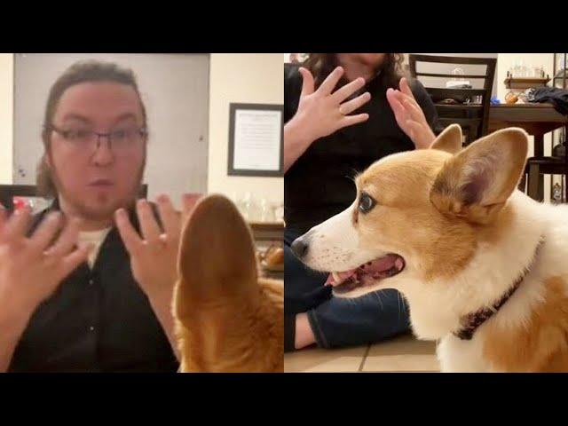 Meet the clever corgi that can understand and imitate sign language | SWNS